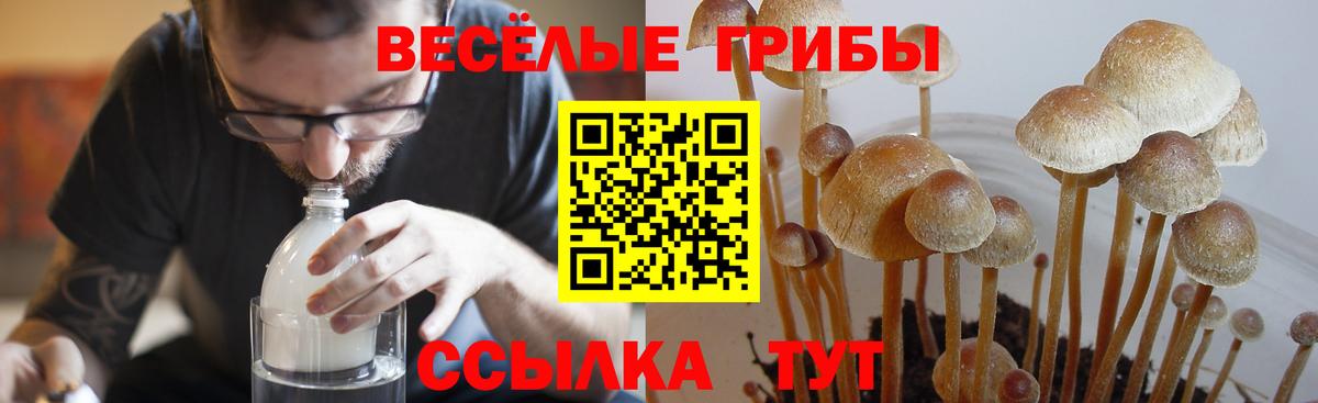 что такое наркотик  Вход с VPN  Касимов  Галлюциногенные грибы Magic Shrooms 